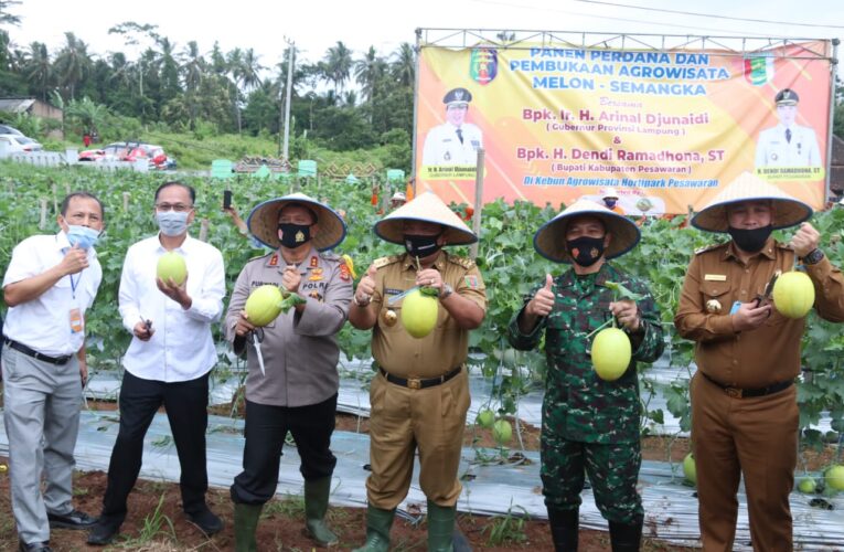 GUBERNUR LAMPUNG PANEN MELON DAN SEMANGKA DI KABUPATEN PESAWARAN