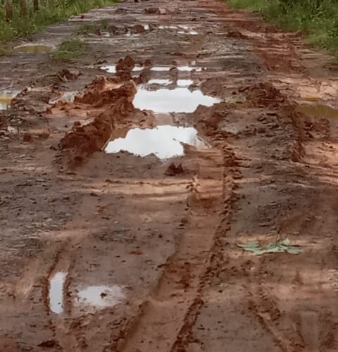 Warga Desa Rejo Binangun Kabupaten Mesuji Keluhkan Akses Jalan yang Berlumpur