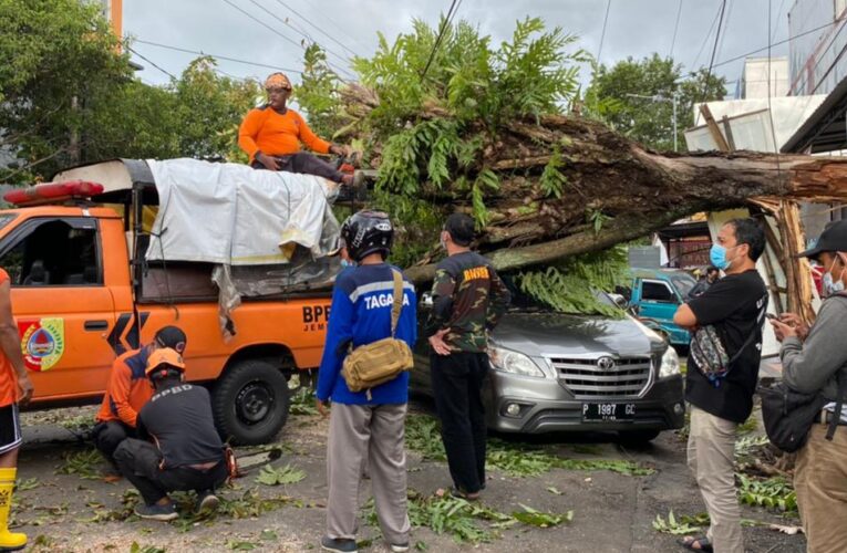 Polsek Kaliwates dan BPBD Jember Evakuasi Pohon Tumbang Akibat Angin Kencang