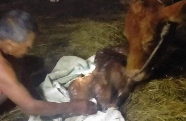 Anakan Sapi Limosin Berkepala Dan Berari-Ari Dua, Gegerkan Warga