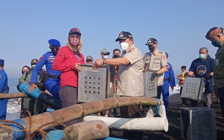 Bersama Bupati Dan Wabup BKSDA Lepasliarkan 40 Monyet Dan 4 Ular Pyton Di Nusa Barong.