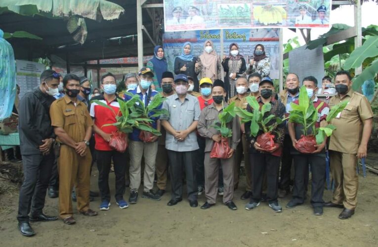 Bupati Tanjabbar Panan Perdana Pisang Cavendish Desa Purwodadi