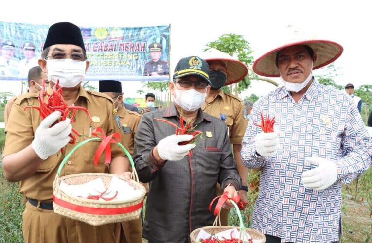 Ketua DPRD Tanjabbar Hadiri Panen Raya Cabe Desa Lubuk Terentang