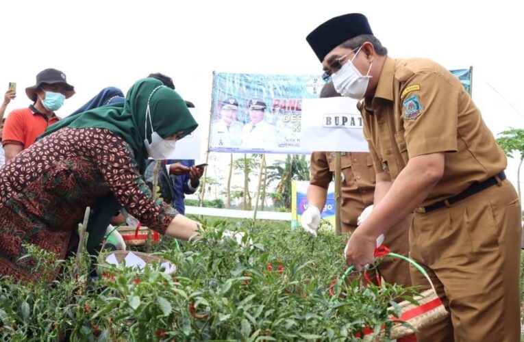 Bupati, Ketua DPRD dan Dandim Lakukan Panen Raya Cabe di Desa Lubuk Terentang