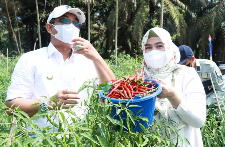 Bupati Tanjabbar Panen Cabai Perdana di Kebun Percontohan Tebing Tinggi