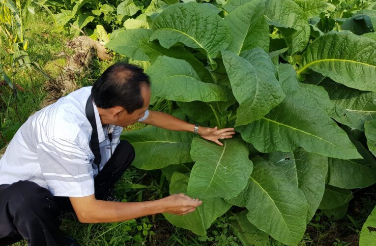 Petani Wajib Baca ,Di Tahun Ini “Sahabat Tino” Akan Bantu  Naikkan Harga Jual Tembakaunya.
