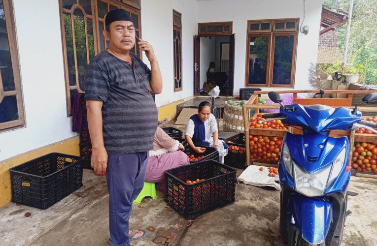 Anjloknya Harga Tomat Dan Semangka , Petani Curah Kalong Bangsalsari Rugi Ratusan juta